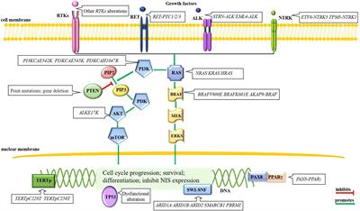 Systemic treatments for radioiodine-refractory thyroid cancers